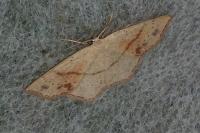 Cyclophora punctaria