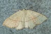 Cyclophora punctaria