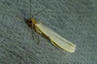 Eilema caniola