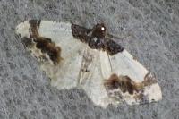 Ligdia adustata