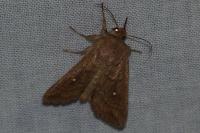 Mythimna albipuncta