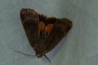 Noctua janthe