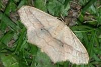 Scopula imitaria