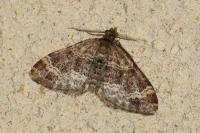 Xanthorhoe spadicearia
