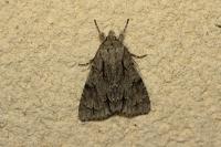 Acronicta psi
