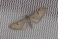 Eupithecia extraversaria