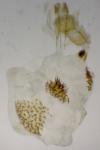 Eupithecia abietaria