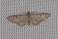 Eupithecia distinctaria