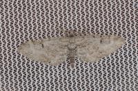 Eupithecia pimpinellata