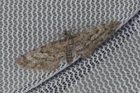 Eupithecia lariciata