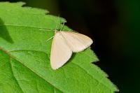 Minoa murinata