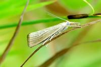 Agriphila straminella