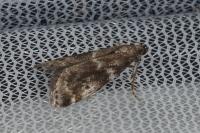 Assara terebrella