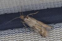Pempeliella ornatella