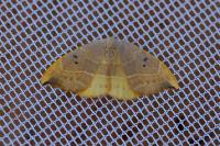 Watsonalla binaria