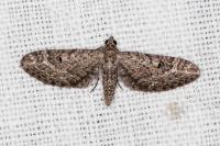 Eupithecia nanata