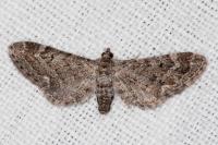 Eupithecia nanata