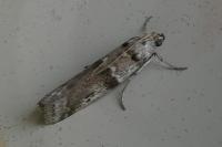 Ephestia welseriella
