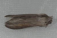 Cucullia umbratica