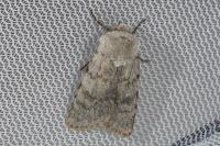 Agrotis simplonia