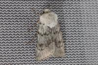 Agrotis simplonia