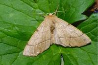 Colotois pennaria