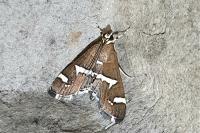 Spoladea recurvalis