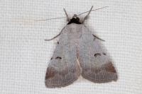 Lygephila craccae