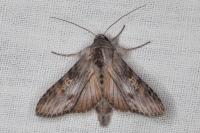 Cucullia gnaphalii