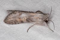 Cucullia gnaphalii