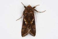 Chrysodeixis chalcites