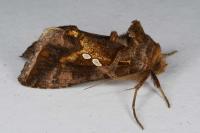 Chrysodeixis chalcites