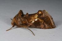 Chrysodeixis chalcites