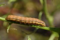 Lacanobia oleracea