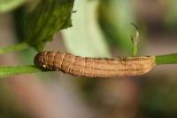 Lacanobia oleracea