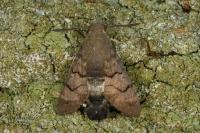 Macroglossum stellatarum