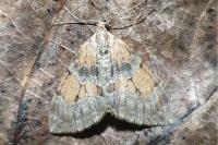Thera obeliscata
