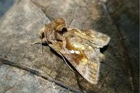 Chrysodeixis chalcites