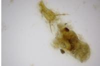 Epischnia prodromella