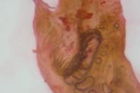 Epischnia prodromella
