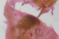 Epischnia prodromella
