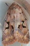 Orthosia gothica