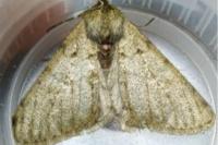 Phigalia pilosaria
