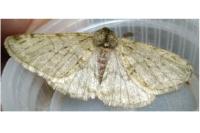 Phigalia pilosaria