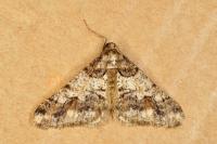 Agriopis leucophaearia