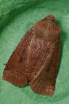 Conistra ligula