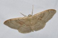 Idaea degeneraria