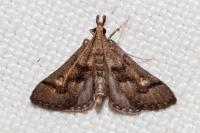 Metasia corsicalis