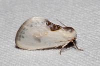 Cilix glaucata/hispanica