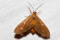 Dysauxes famula